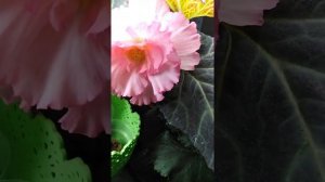 Бегония Америгибрид цветение.Январь 2022