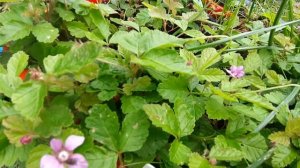 КНЯЖЕНИКА ЯГОДА МЕСПИ ГДЕ и КАК РАСТЕТ В ПИТОМНИКЕ КНЯЖЕНИКИ.ПОДМОСКОВЬЕ.