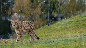 Animal Planet - Spectacular Wildlife Cinematography With Inspiring Music