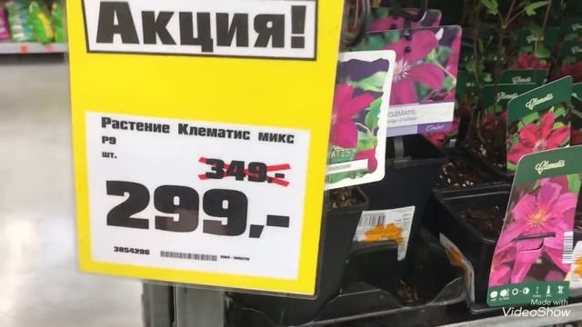 САД 2021.Огромная Распродажа посадочного материала в Оби!Хосты,Клематисы смотреть онлайн