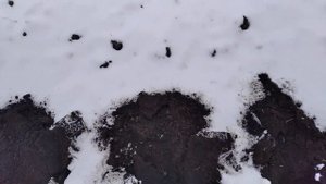 Самая простая посадка грецкого ореха! Кто любит орехи ?? Секрет осенней посадки грецкого ореха!