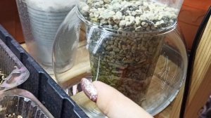 Монстера в Лечузе. Месяц после посадки черенка