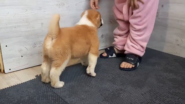 ЗУР БАШИ питомник Сао (⭐ЧИНГИЗХАН⭐) АЛАБАЙ ЩЕНКИ ПРОДАЖА +7 937 36 999 03; смотреть онлайн