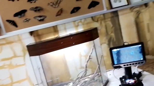 Сочи VLOGs дни 5-6,БАБОЧКОВЫЙ день🦋 или НЕСНЯТЫЙ 6 vlog🤔 смотреть онлайн