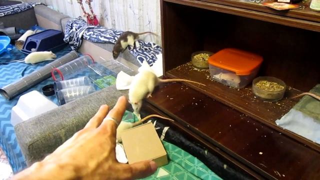 Крысы альбиносы, или наши вистары и Тошка. (Fancy Rats | Декоративные крысы)
