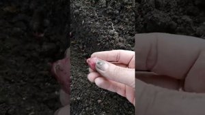 Посадка лука Рет Барон под зиму