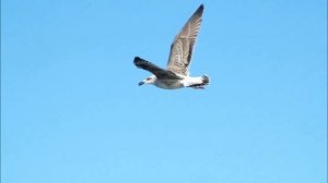 Анекдоты про рыбалку Короткие анекдоты Часть 2 anecdote