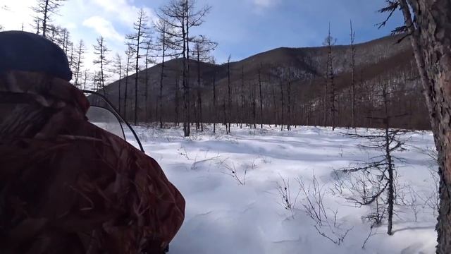 Добрые солонцы, таежный охотничий промысел #домавместе