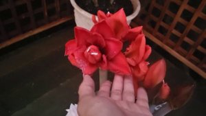 Cherry Nymph Amaryllis VS Double King Amaryllis (Battle of red Amaryllises)