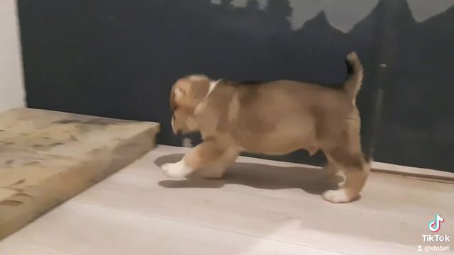 ЗУР БАШИ РУБЕН 1 мес ❤ SALE (АЛАБАЙ ЩЕНКИ АЛАБАЯ) WatsApp +7 937 36 999 03. смотреть онлайн