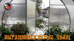 Перцы под снегом