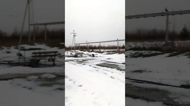 Тетерева, почти домашние.