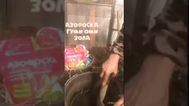 Если осталась лишняя рассада - получим урожай в ведрах!