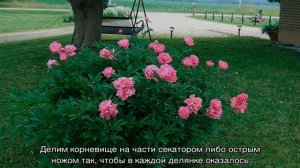 Пион Розеа Плена (Paeonia Rosea Plena) на садовом участке