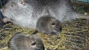 Нутрии// содержание и разведение//в домашних условиях