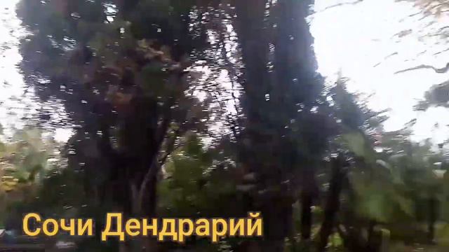Дендрарий парк в Сочи