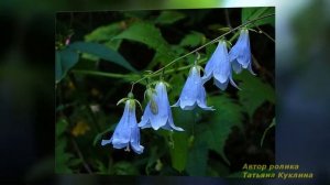 Презентация Колокольчик