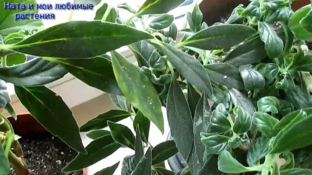 Цветение растений в середине октября особенно радует взор ! смотреть онлайн