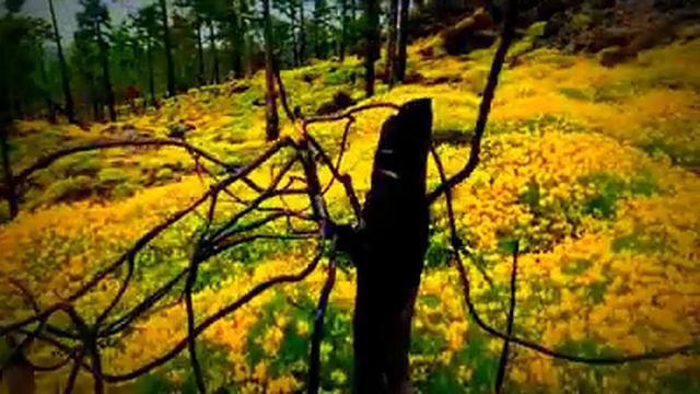 Копия видео очень красиво смотреть всем!!! смотреть онлайн