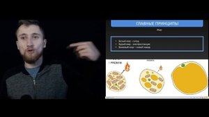 Где находится бурый жир? l Вебинар