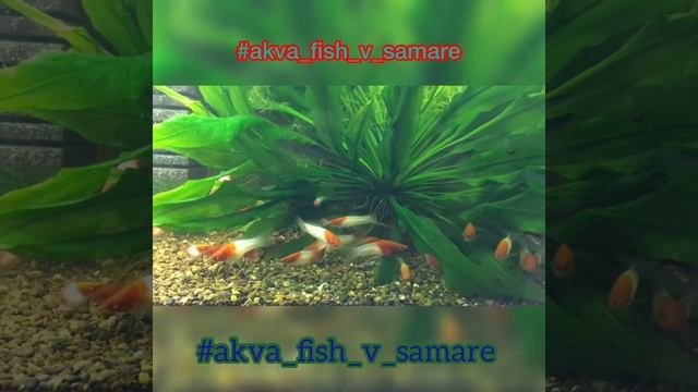 МЕЧЕНОСЦЫ КОИ КОХАКУ смотреть онлайн