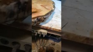 столешница из слэба - поперечного спила кедра