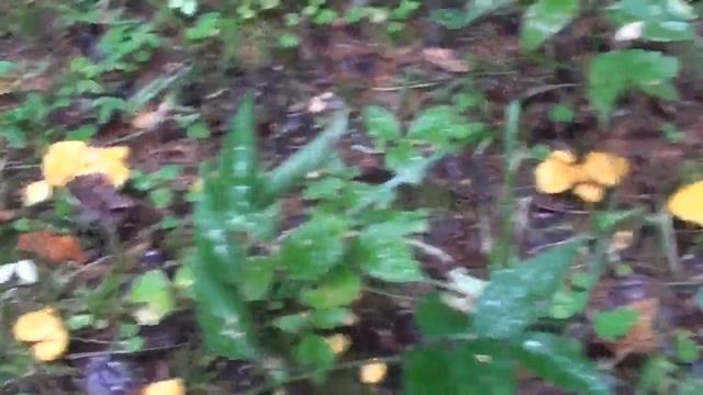 Летний поход за грибами (лисичками) #6 смотреть онлайн