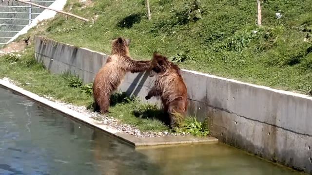 Берн - медведи, новая территория смотреть онлайн