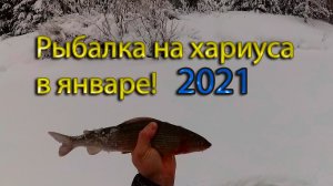 Рыбалка на хариуса в январе 2021, глухозимье! Рыбалка в Коми на таёжной реке.