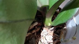 СДЕЛАЙ орхидеи ТАК! ЦВЕТОНОСЫ ЛЕЗУТ ИЗ ПАЗУХ, корни БУШУЮТ! ПОЧЕМУ цветут КАК БЕШЕНЫЕ орхидеи!