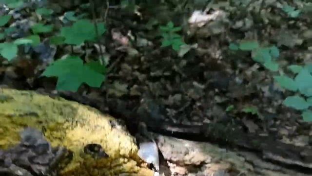 Неизвестный, но очень красивый слизевик (плазмодий). Неожиданная и потрясающая находка. смотреть онлайн