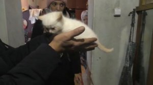Котята подросли и можно начать их дарить. 12. 12. 2021-(478p25).mkv