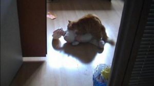 Любовь кота к игрушкам))))