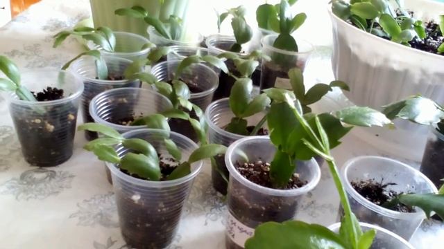 Декабрист (Шлюмбергер) и Рипсалидопсис. Сходство и различие. Уход. смотреть онлайн