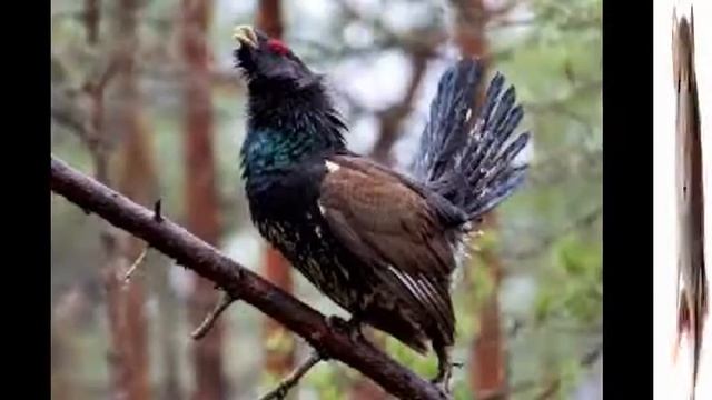 Происхождение выражения *ГЛУХАЯ ТЕТЕРЯ* смотреть онлайн