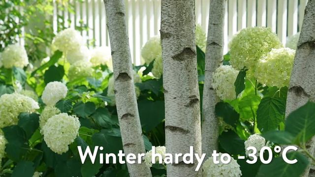 30 seconds with Proven Winners® Hydrangea Strong Annabelle® (EU) смотреть онлайн