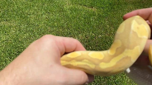BALL PYTHON MORPH SPOTLIGHT:  The butter, enchi, pastel ghost!!