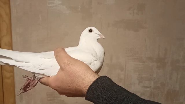 БЕЛЫЕ ПОЧТОВЫЕ ГОЛУБИ В МОЕЙ ГОЛУБЯТНИ. смотреть онлайн