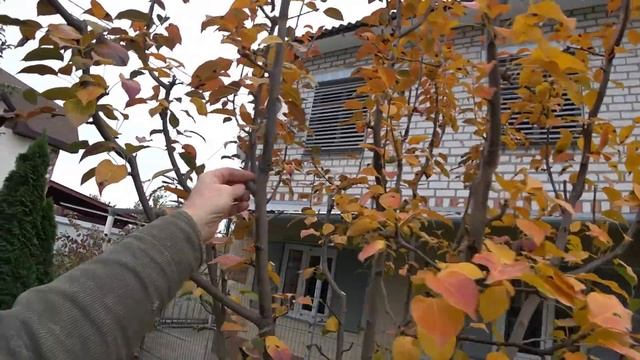 Обрезка груши с пирамидальной кроной смотреть онлайн