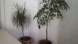 Бизнес идея с минимальными вложениями 2000 $ - выращивание цветов. Идеи с нуля в домашних условиях