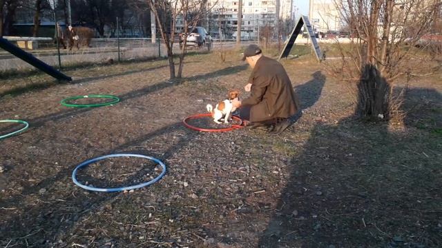 Дрессировка джек рассел терьера