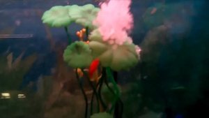 икра улитки мариза