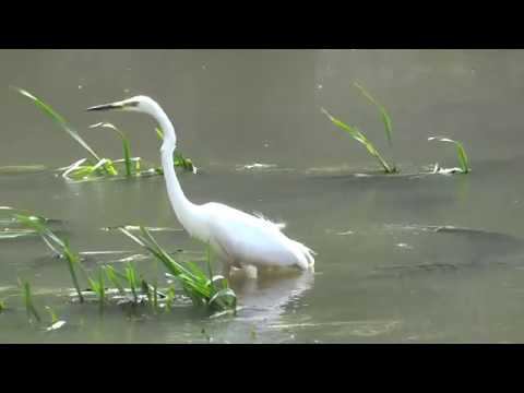 Offtop: Цапля смотреть онлайн