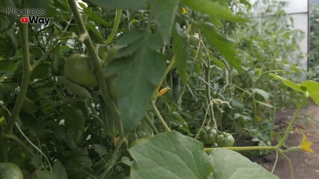 Обработайте Осенью Этим Средством От Вредителей И Болезней! Проверено Временем Поколениями! смотреть онлайн