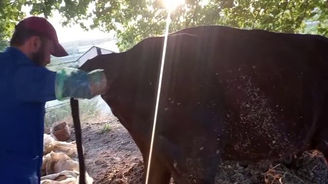 Диагностика и лечение бесплодия у коров смотреть онлайн