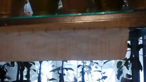 Эсхинантусы  в доме.(Описание под видео)#aeschynantus #эсхинантусы #размножение #уход #февраль2021