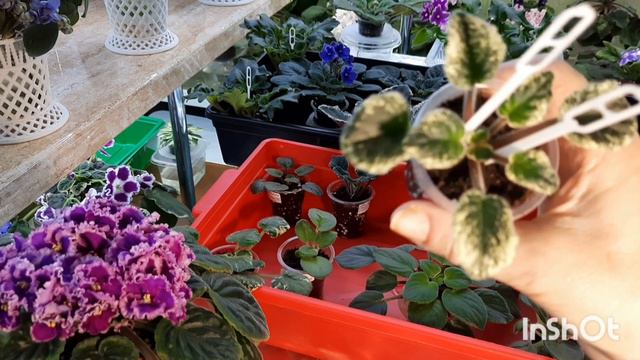 Излишки коллекции фиалок на 21.08.2022г. Могу выслать почтой! смотреть онлайн