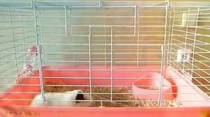 Первое видео. Как в нашем доме появилась морская свинка 😘💗💖💞