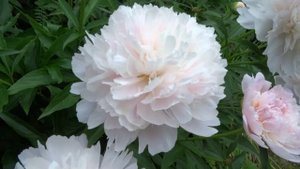 Пион ПЕЧЕР НОЭМИ ДЕМЕЙ ? Paeonia PECHER NOEMIE DEMAY: обзор, описание, цветение, отзыв