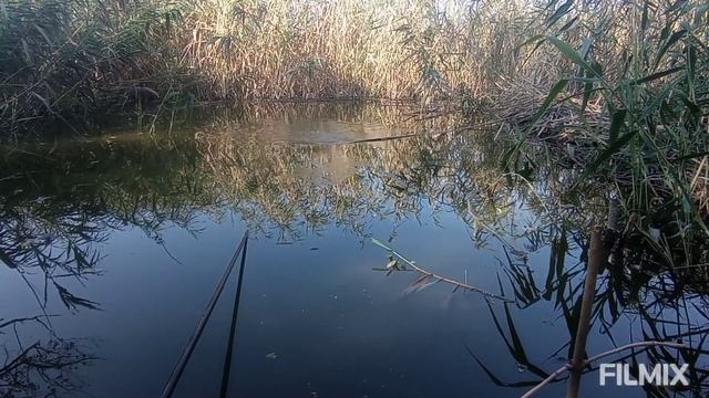 #БЕШАНЫЙ #КЛЁВ #КАРАСЯ!#Ловля #карася #на #тесто с #чесноком! смотреть онлайн